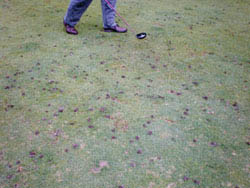 Worm castings on golf course