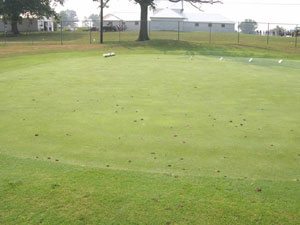 Ant mounds on a golf green