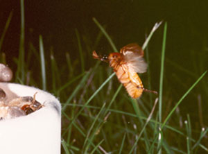 Masked chafer beetle attracted to pheromone lure