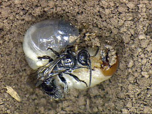 Tiphiid wasps attacking a white grub