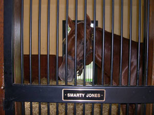 racehorse Smarty Jones in his stall