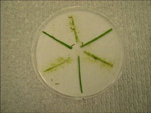 Petri dish with pest-resistant and non-resistant grass samples