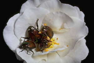 Japanese beetles on rose flower