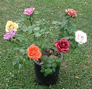 Silk Roses in planter