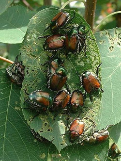 Aggregation of Japanese beetles