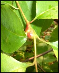 close-up of plant gall