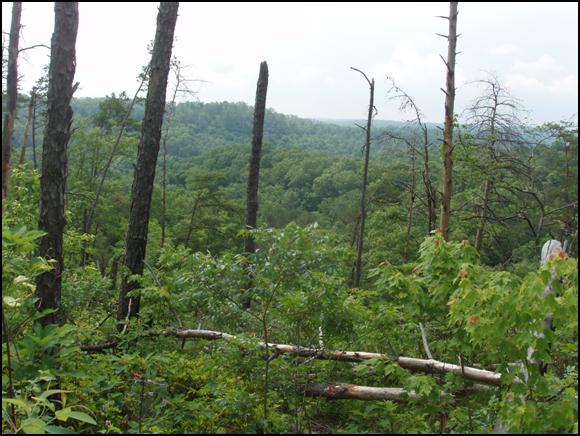 effects of southern pine beetle outbreak