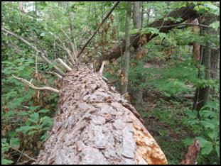 downed pine log in forest
