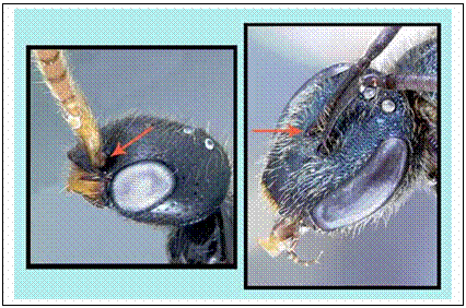 insect head images