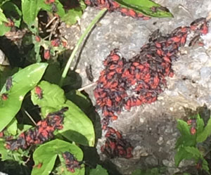 Clusters of boxelder bugs in fall