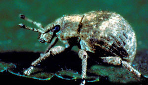 Two-banded Japanese weevil