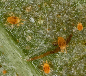 Twospotted spider mites