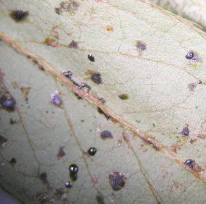 Tarry waste spots secreted by lace bugs