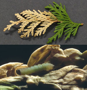 Arborvitae leafminer