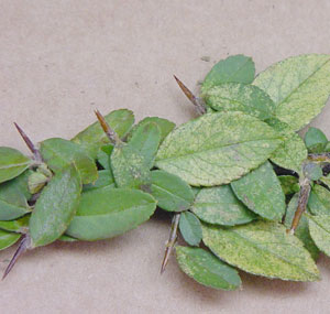 Range of infested leaves on one branch