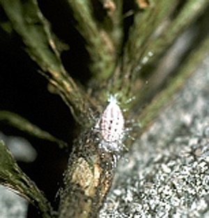 Azalea mealybug