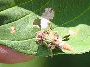 Bagworm on deciduous leaf