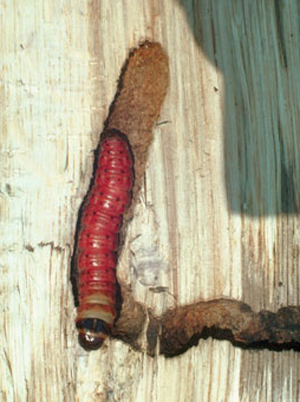 Capenterworm