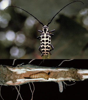 Cottonwood borer adult and larva