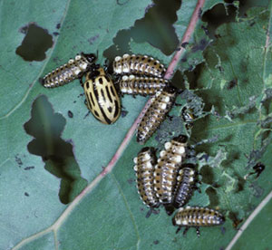 Cottonwood leaf beetle adult and larvae
