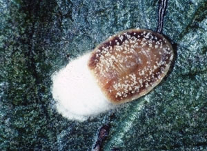 Cottony camellia scale female with egg mass
