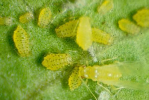 Crapemyrtle aphids