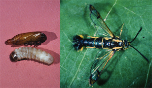 Dogwood borer larva, pupa, and adult