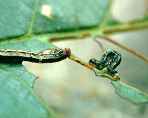 Fall cankerworm larvae