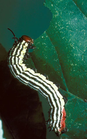 Greenstriped mapleworm larva
