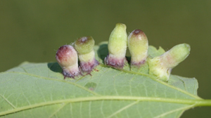 Hackberry nipple galls on leaf