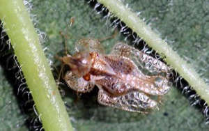 Hackberry lace bug