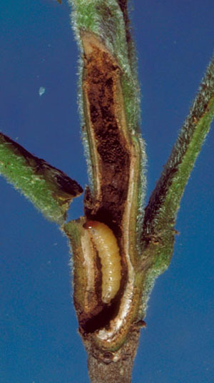 Hiclory shoot curculio larva