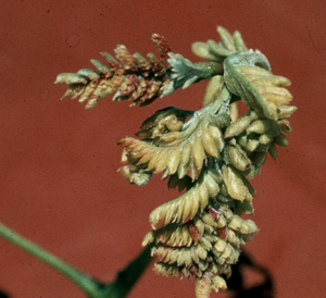 Honeylocust pod galls