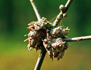 Horned oak gall