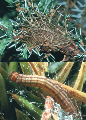 Juniper webworm larva and damage