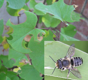 Leaffcutter bee and damage