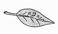 Galls along leaf vein