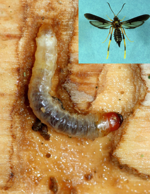 Lilac borer larva and adult