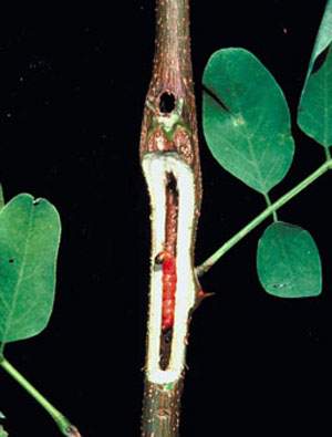 Locust twig borer