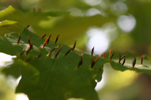 Maple spidle galls on maple leaf
