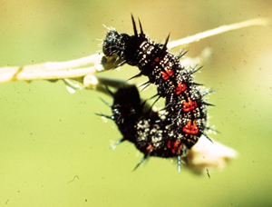 Mourning cloak butterfly larva
