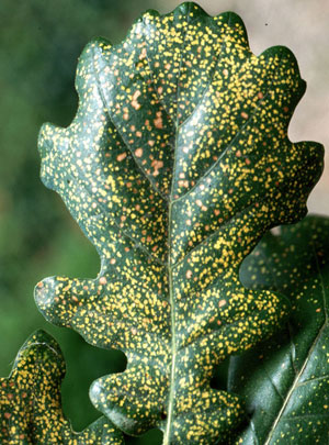 Oak phylloxera damage on oak leaf
