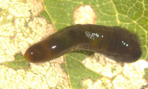 Pear slug sawfly larva