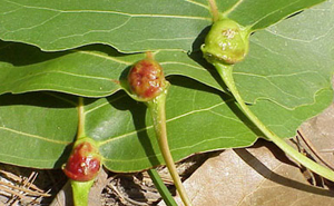 Poplar petiole galls