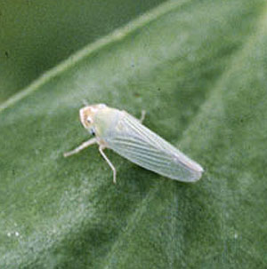 Potato leafhopper adult