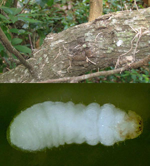 Redbay ambroxia beetle larva and damage