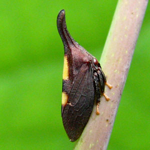 Twomarked treehopper