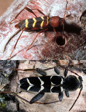 Redheaded(top) and Banded ash borers