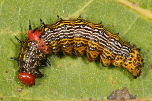 redhumped caterpillar