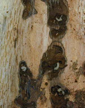 Red oak borer larvae